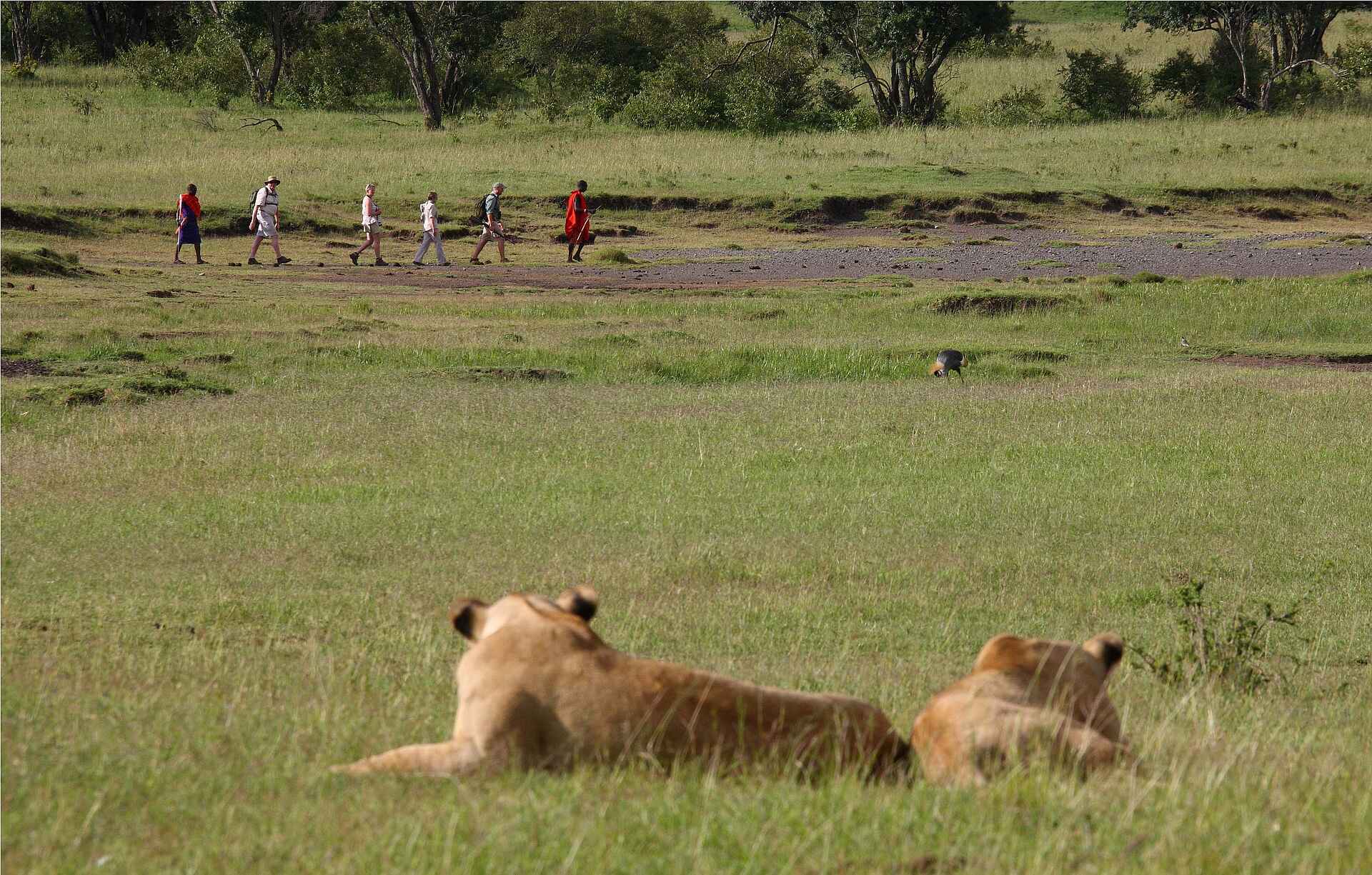 Elephant Pepper Camp: Buschwanderung mit Löwen afrikarma, afrikarma.de, Big Five, Cheli & Peacock, Cheli and Peacock, Elefant, Elephant Pepper, Elephant Pepper Camp, Fauna, Kenia, Kenya, Löwe, Löwenrudel, Maasai Mara, Mara, Masai Mara, Massai Mara, Migration, North Mara, North Mara Conservation, North Mara Schutzgebiet, Reise, Rift Valley, Rift Valley District, Safari, Tierwanderung, www.afrikarma.de, Buschwanderung, Geführte Wanderung, Guided Walk, Tiere, Wanderung