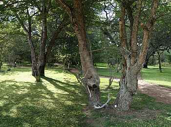 Elephant Valley Lodge: Gartenpanorama Elephant Valley Lodge: Gartenpanorama