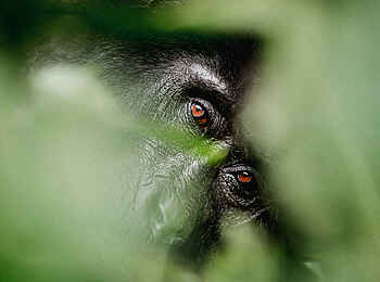 Erebero Hills: Gorilla blickt durch die Blätter Erebero Hills: Gorilla blickt durch die Blätter