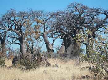 Ghoha Hills Savuti Lodge: Baobabs