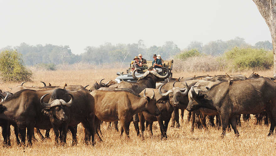 Kaingo Game Drive: Büffel Kaingo Game Drive: Büffel