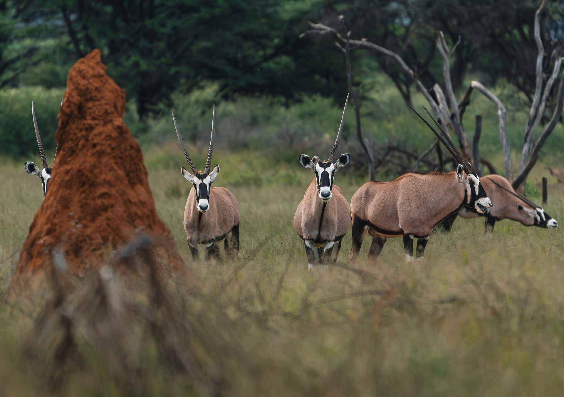 Safari Kambaku Safari Lodge: Spießböcke an Termitenhügel
