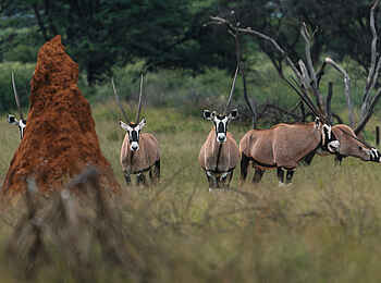 Safari Kambaku Safari Lodge: Spießböcke an Termitenhügel