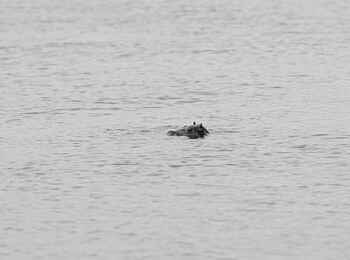 Kanana-Nyana-Camp: Nilpferd