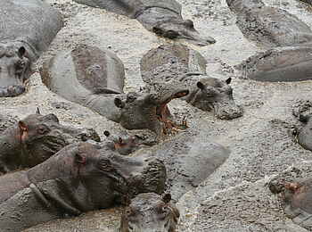 Katuma Bush Lodge: Eine Gruppe Nilpferde bei einem Schlammbad