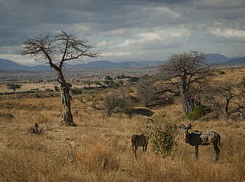 Kigelia Camp: Greater Kudu Kigelia Camp: Greater Kudu