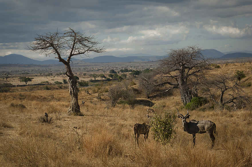 Kigelia Camp: Greater Kudu Kigelia Camp: Greater Kudu