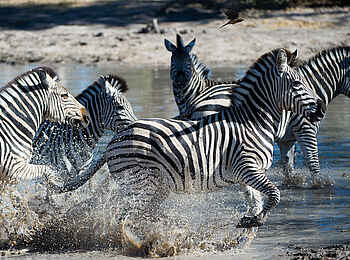 Linyanti Tented Camp: Zebras im Wasser