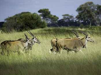 Little Makalolo Camp: Elenantilopen im hohen Gras Little Makalolo Camp: Elenantilopen im hohen Gras