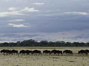 Little Makalolo Camp: Gnuherde in einer Pfanne Little Makalolo Camp: Gnuherde in einer Pfanne