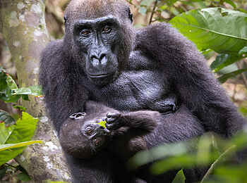 Loango Savannah Camp: Gorilla mit Baby