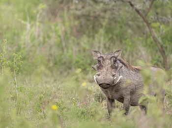 Loldia House: Warzenschwein