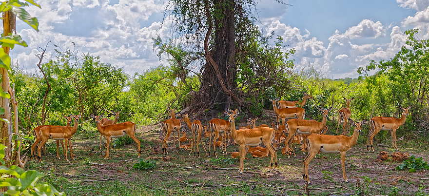 Nambwa Lodge: Antilopenherde Nambwa Lodge: Antilopenherde
