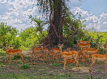 Nambwa Lodge: Antilopenherde Nambwa Lodge: Antilopenherde