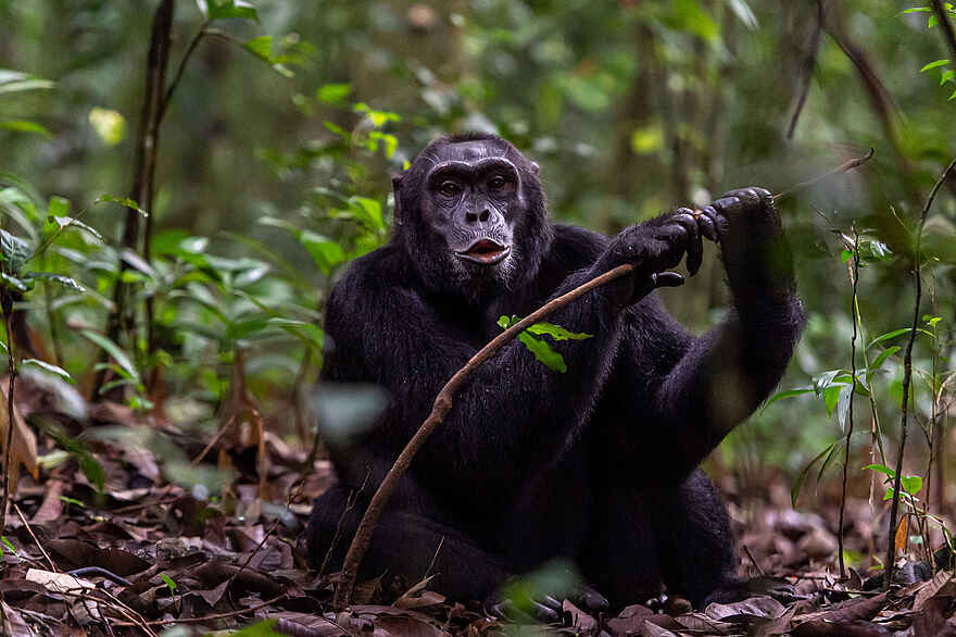 Primate Lodge Kibale: Ein Schimpanse auf Futtersuche Primate Lodge Kibale: Ein Schimpanse auf Futtersuche