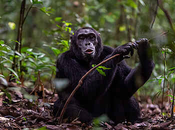 Primate Lodge Kibale: Ein Schimpanse auf Futtersuche