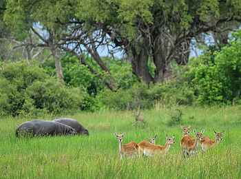 Sable Alley Camp: Nilpferde und rote Moorantilopen Sable Alley Camp: Nilpferde und rote Moorantilopen