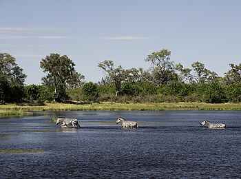 Savuti Camp: Watende Zebras