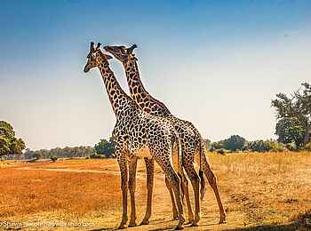 Shawa Luangwa Camp: Giraffen Shawa Luangwa Camp: Giraffen