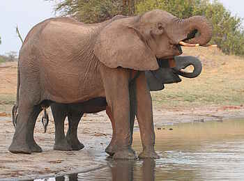 The Hide: Trinkende Elefanten The Hide: Trinkende Elefanten