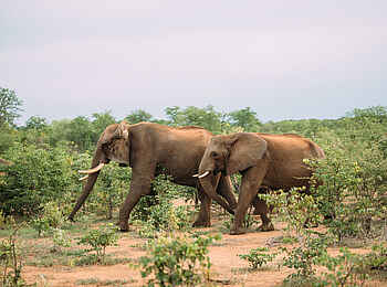 The Wallow Lodge: Game Drive