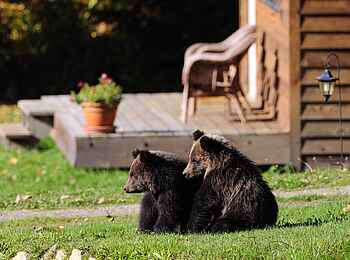 Tweedsmuir Park Lodge: Grizzlys vor den Chalets