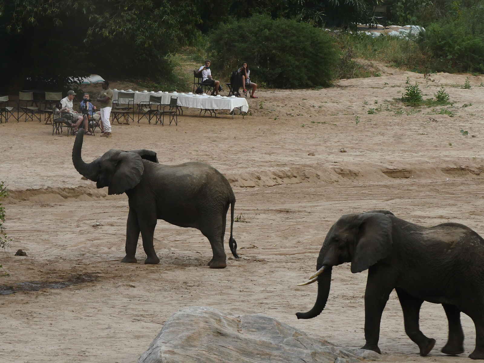 Wayo Manyara Green Camp: Elefanten beim Camp Wayo Manyara Green Camp: Elefanten beim Camp