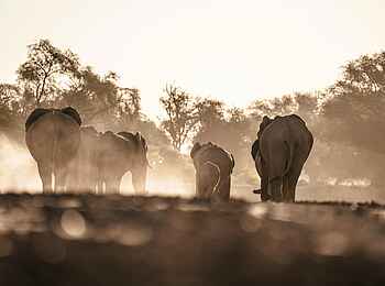 Wilderness Etosha Camp: Elefanten im staubigen Abendlicht