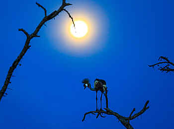 Wilderness Magashi Peninsula: Ein Klunkerkranich auf einem Baum