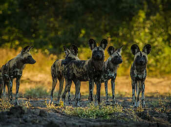 Zambezi Expeditions Camp: Wildhunde Zambezi Expeditions Camp: Wildhunde