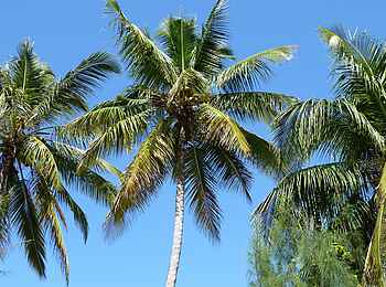 Zanzibar White Sand Luxury Villas: Grüne Palmen und blauer Himmel Zanzibar White Sand Luxury Villas: Grüne Palmen und blauer Himmel