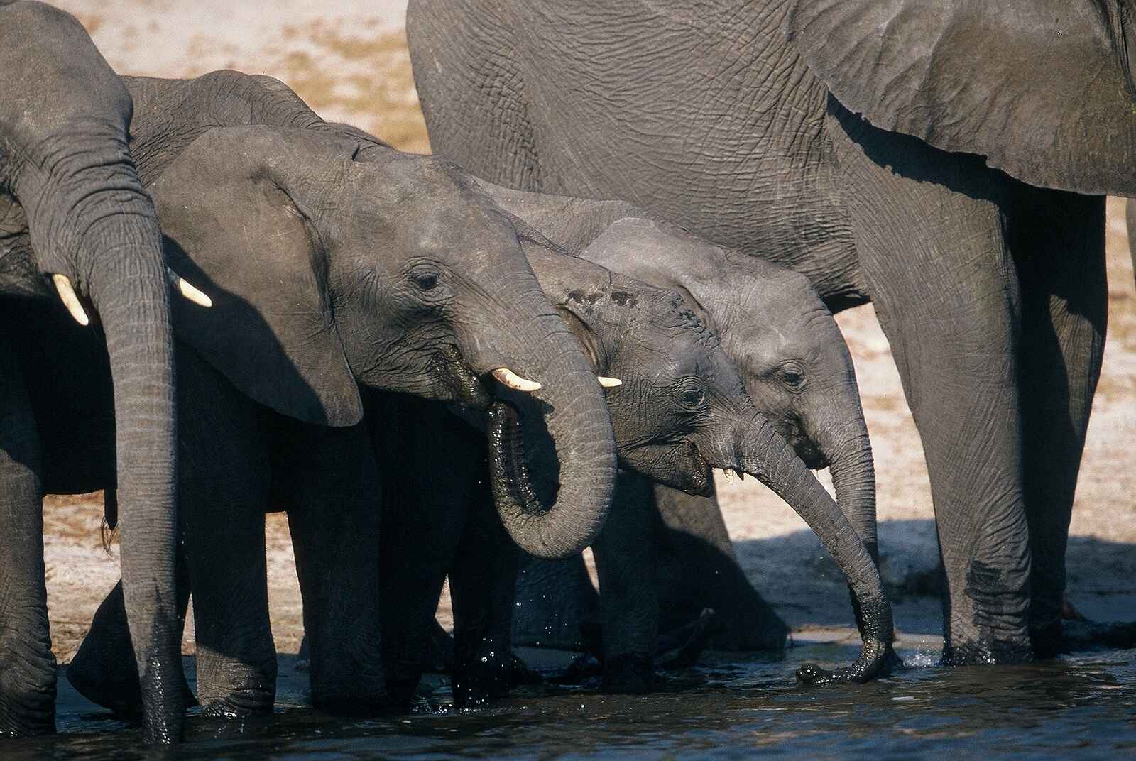 Desert & Delta Safaris: Elefanten beim Trinken Desert & Delta Safaris: Elefanten beim Trinken