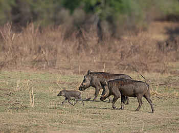 Nkonzi Bush Camp: Warzenschweine Nkonzi Bush Camp: Warzenschweine