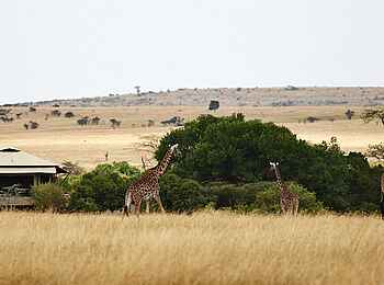 Olare Mara Kempinski: Giraffen vor dem Camp
