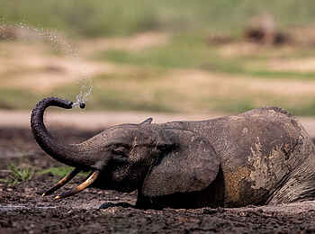 Sangha Lodge: Schlammbad Sangha Lodge: Schlammbad