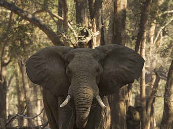 Tusk and Mane Safaris: Elefantenbulle Tusk and Mane Safaris: Elefantenbulle