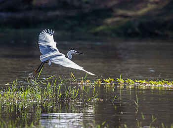 Amanzi Camp: Ein Graureiher im Anflug Amanzi Camp: Ein Graureiher im Anflug