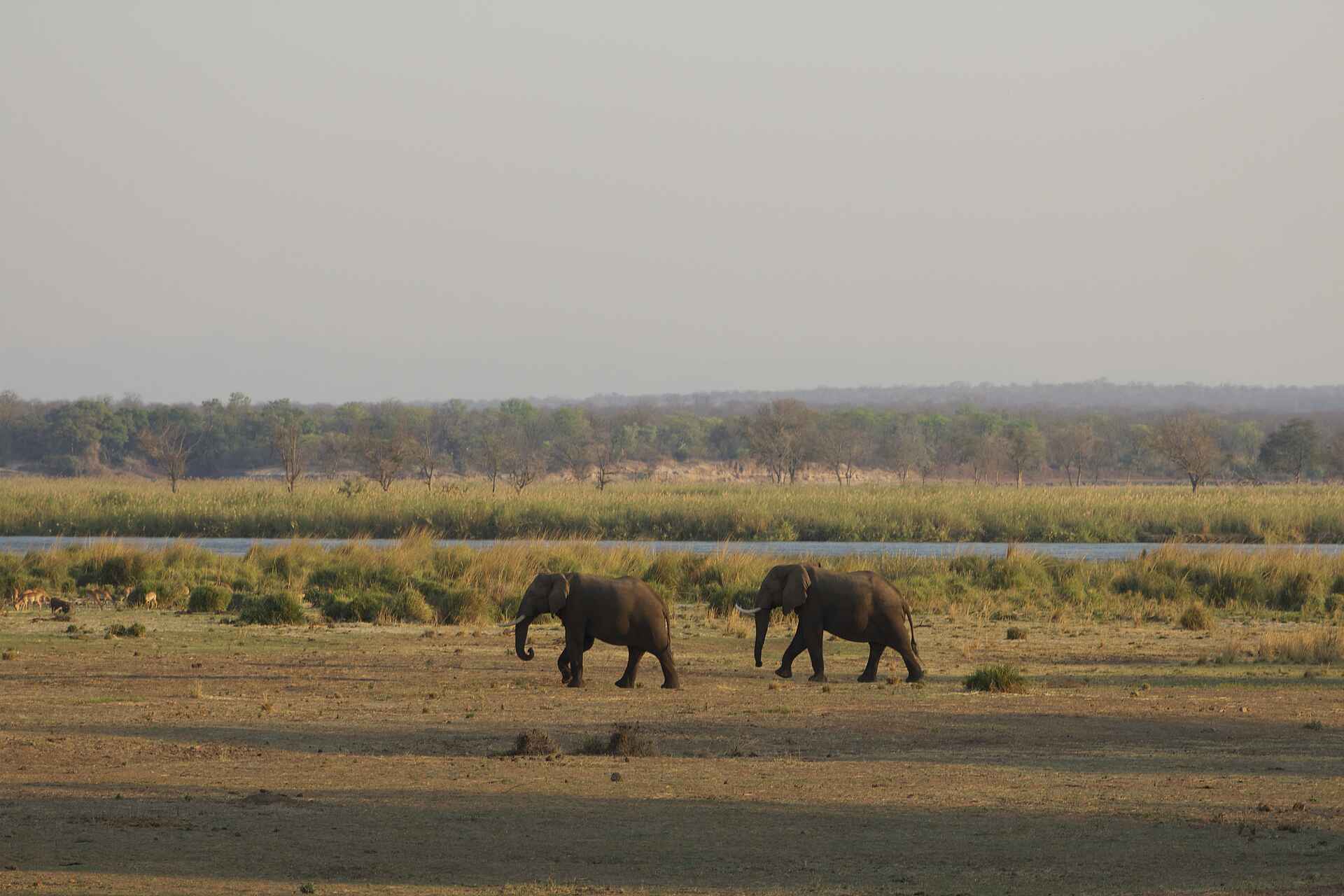 Abenteuer, Abgeschiedenheit, Ana Tree Camp, Anabaum, Anabezi, Anabezi Camp, Anabezi Luxury Tented Camp, Chalets, Charles Davy, Charles Davy und Yusuf Zumla, Jeki, Kulefu, Leopard, Lower Zambezi, Lower Zambezi National Park, Lower Zambezi Nationalpark, Lusaka, Luxus, Mushika River, Sambesi, Sambia, Wildnis, Yusuf Zumla, Zambezi, Zeltchalets, Elefant, Wildtiere, afrikarma, afrikarma.de, Afrikarma Safaris