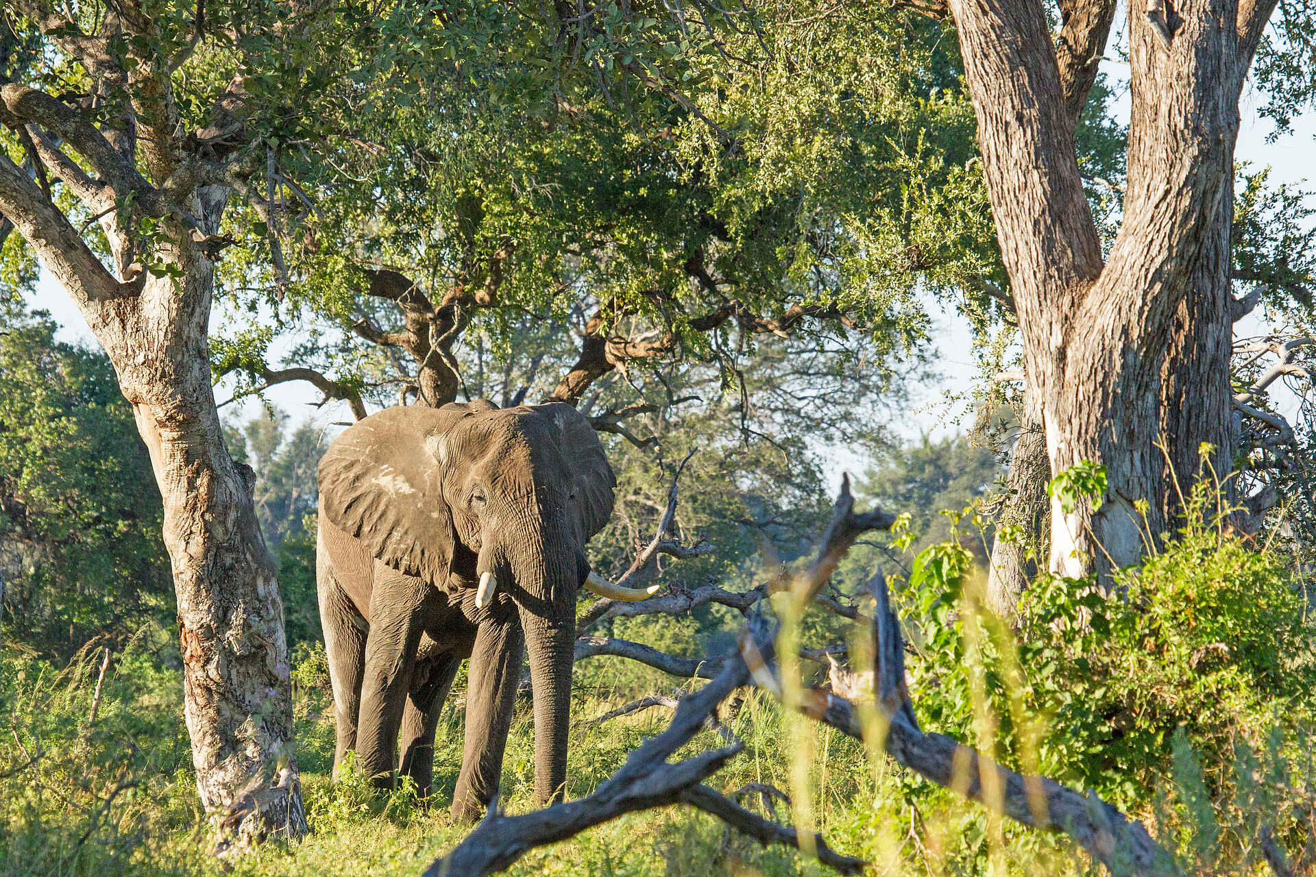 Camp Okavango: Elefant Camp Okavango: Elefant