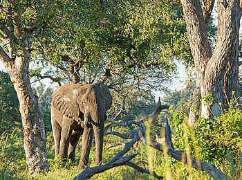 Camp Okavango: Elefant Camp Okavango: Elefant