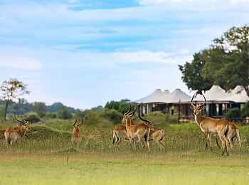 Daunara Safari Camp: Antilopen