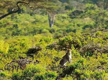Hatari Lodge: Leopard im Gras