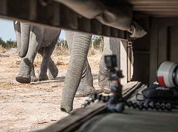 Elephant Pan Camp: Sie sind ganz nah
