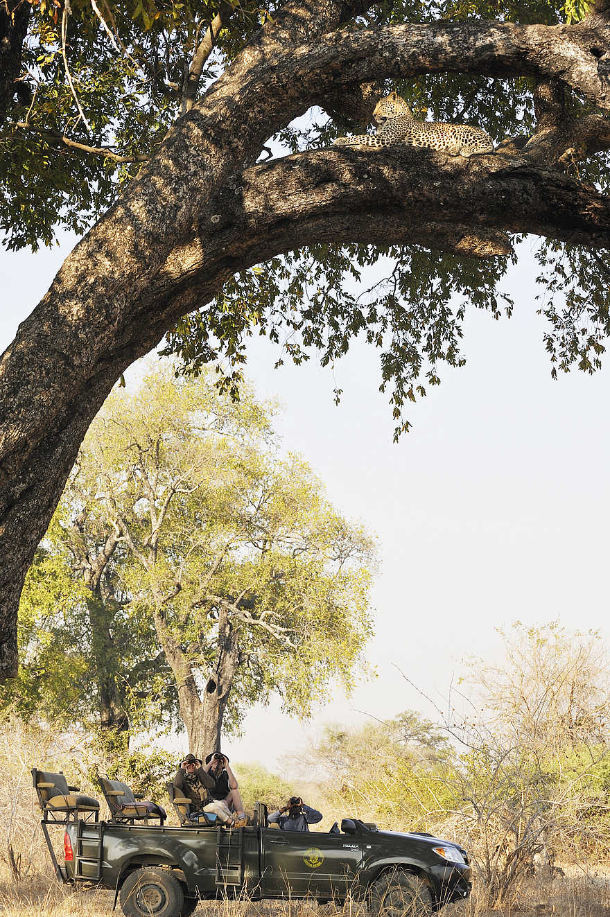 Kaingo Game Drive: Leopard im Baum Kaingo Game Drive: Leopard im Baum