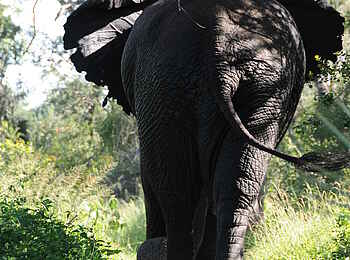 Macatoo Camp: Elefant von hinten