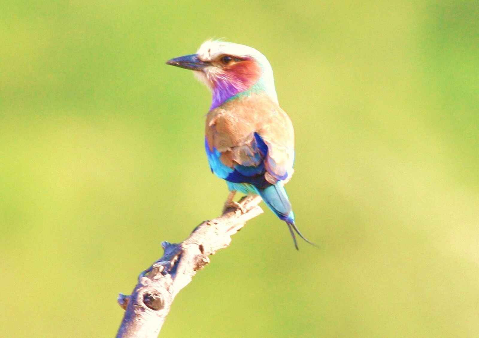 Miyala Camp: Farbenfroher Eisvogel Miyala Camp: Farbenfroher Eisvogel