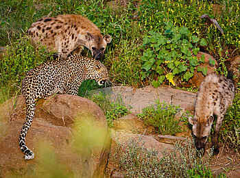 Motswari Game Lodge: Hyänen und Leopard