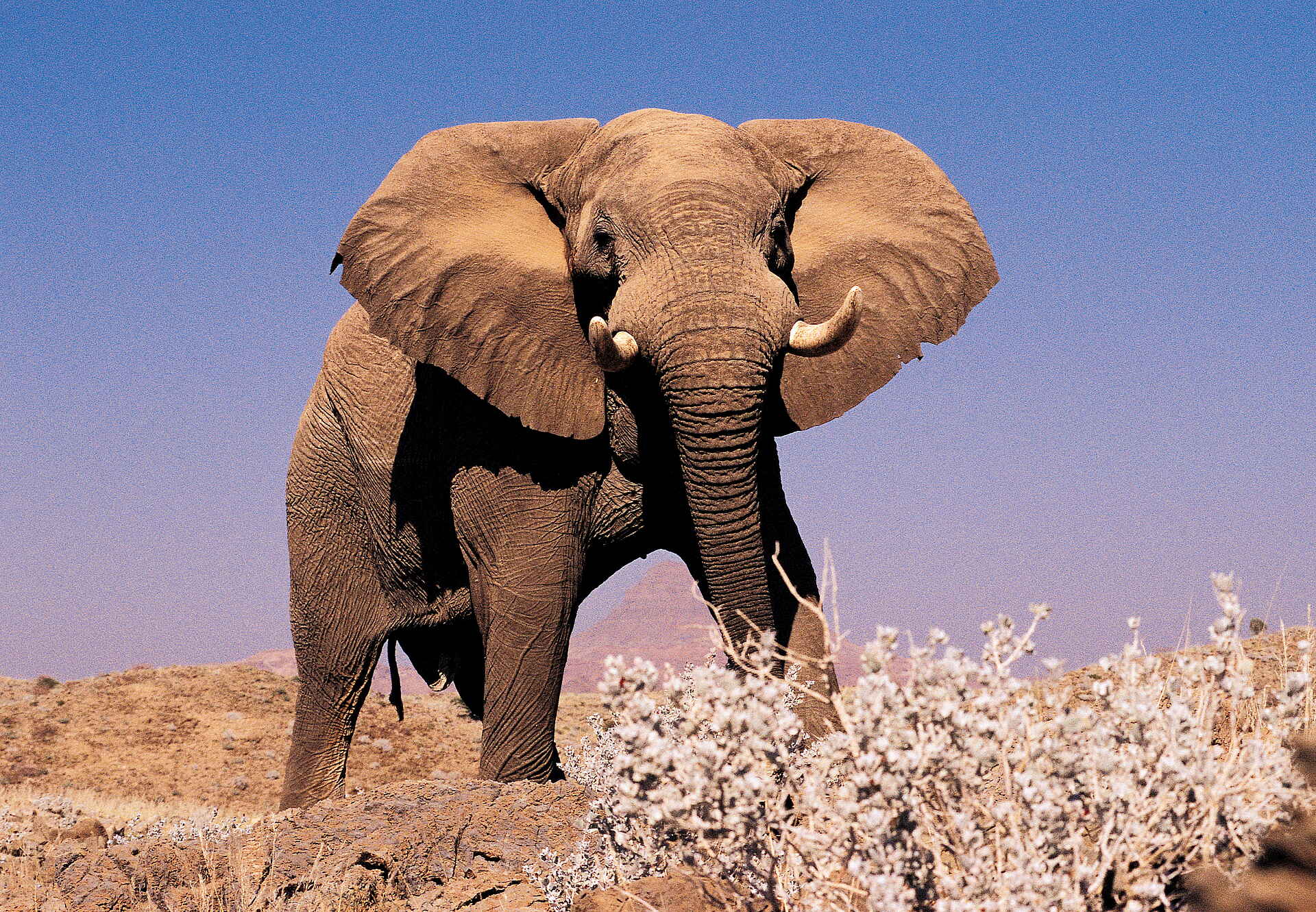 Mowani Mountain Camp: Elefant