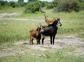 Muchenje Safari Lodge: Säbelantilopen und Impala