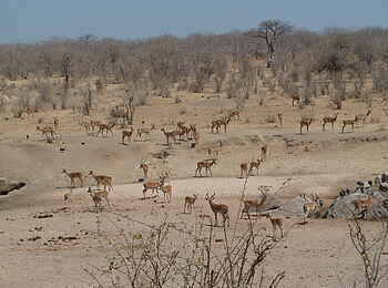 Mwagusi Safari Camp: Antilopenherde